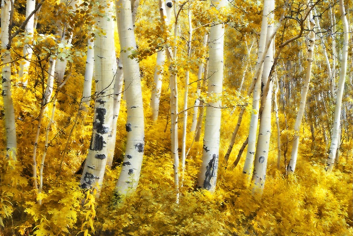 Paneling Aspen Trees