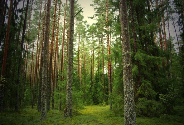 Paneling Two Pine